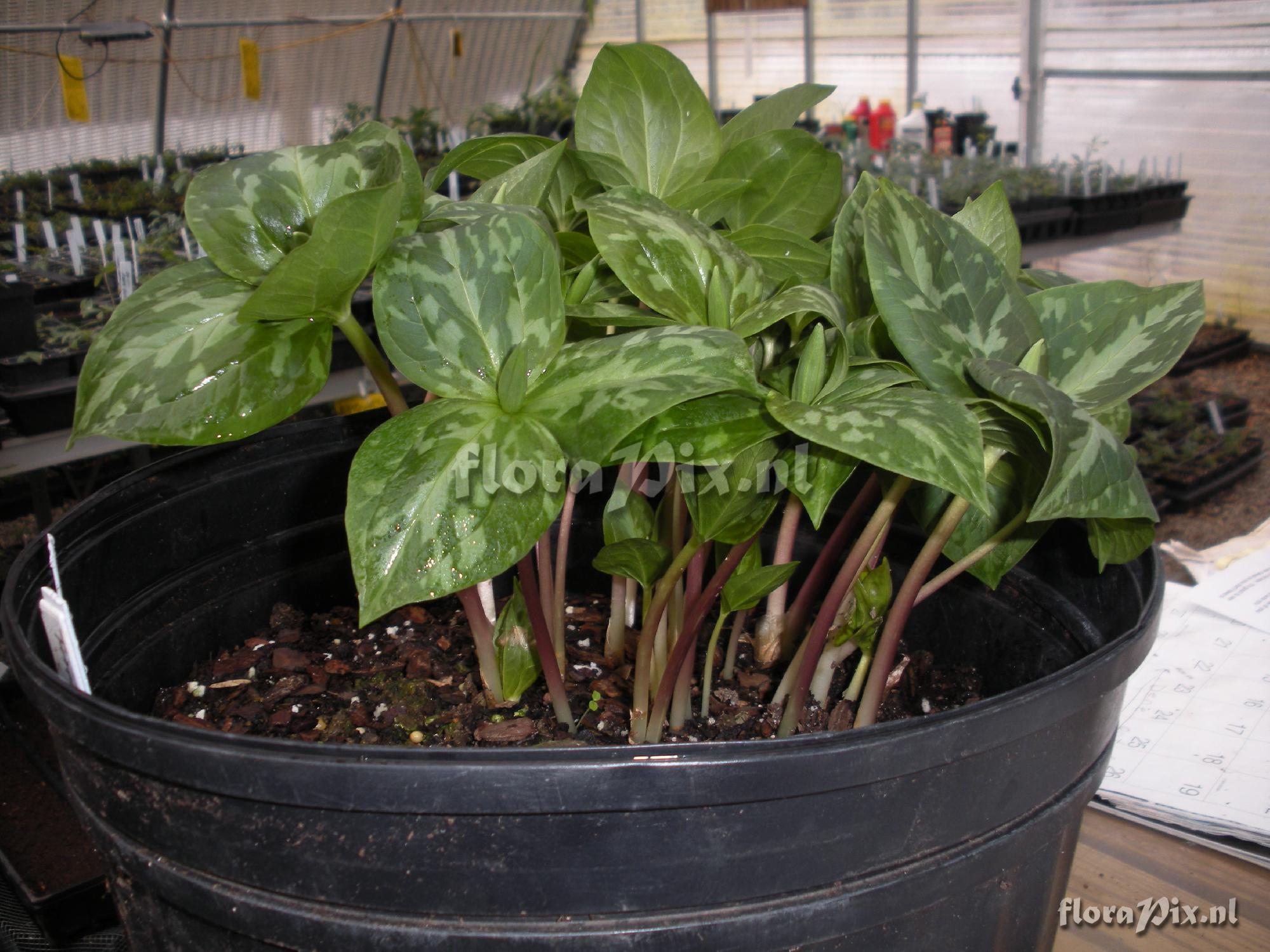 Trillium ludovicianum (Forced in greenhouse)