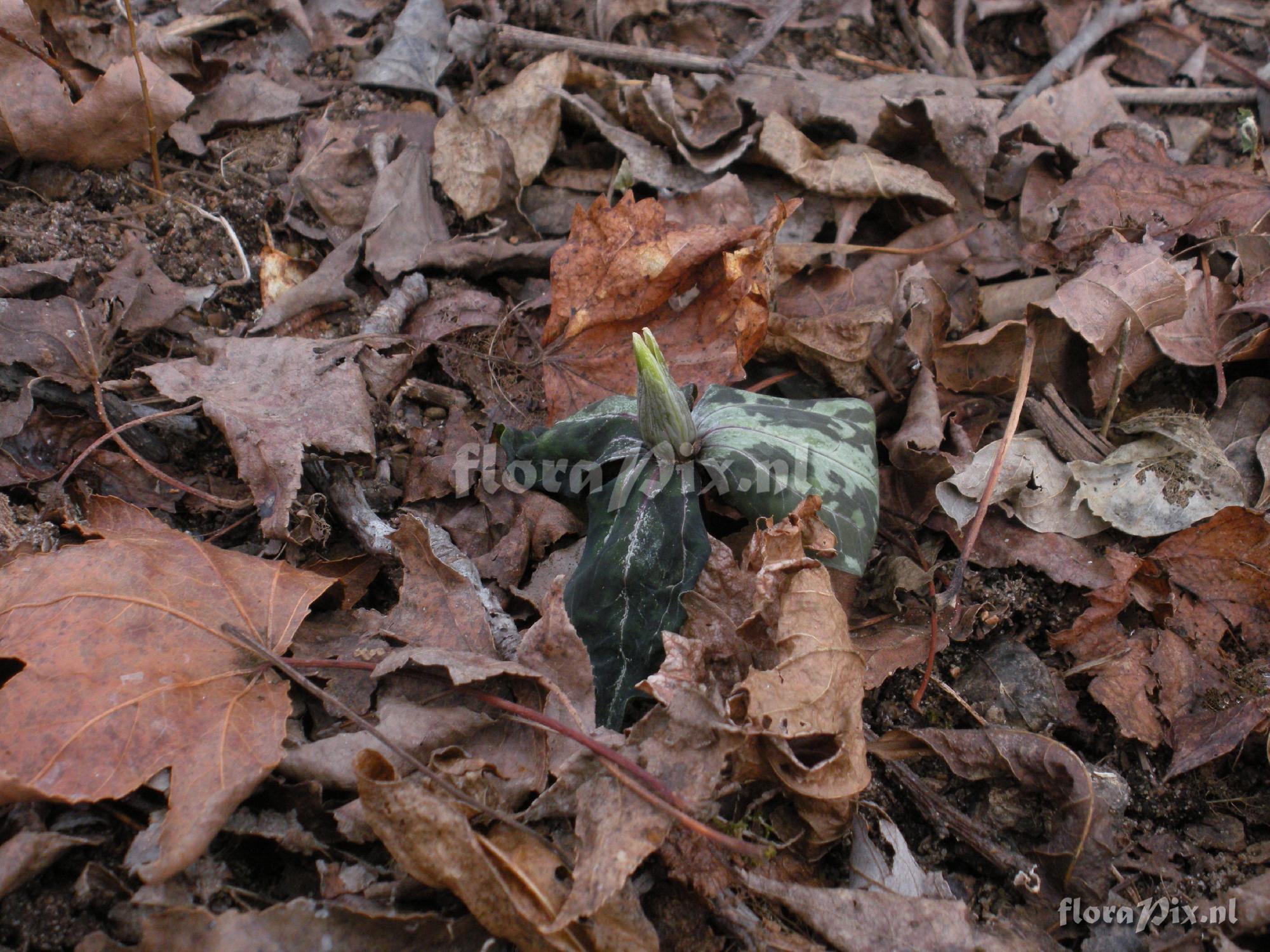 Trillium underwoodii (freeze damage)