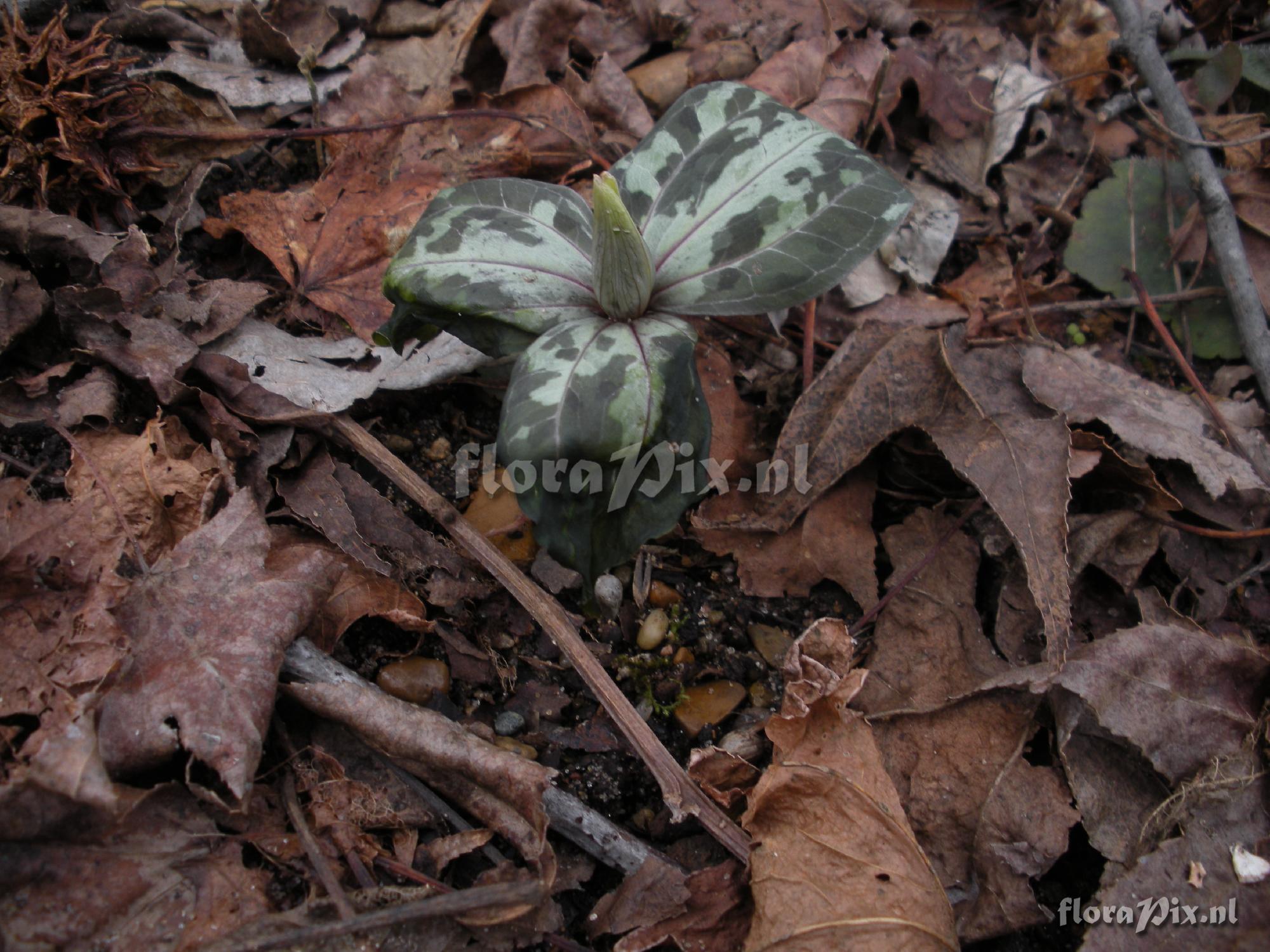 Trillium underwoodii (Freeze Damage Update)