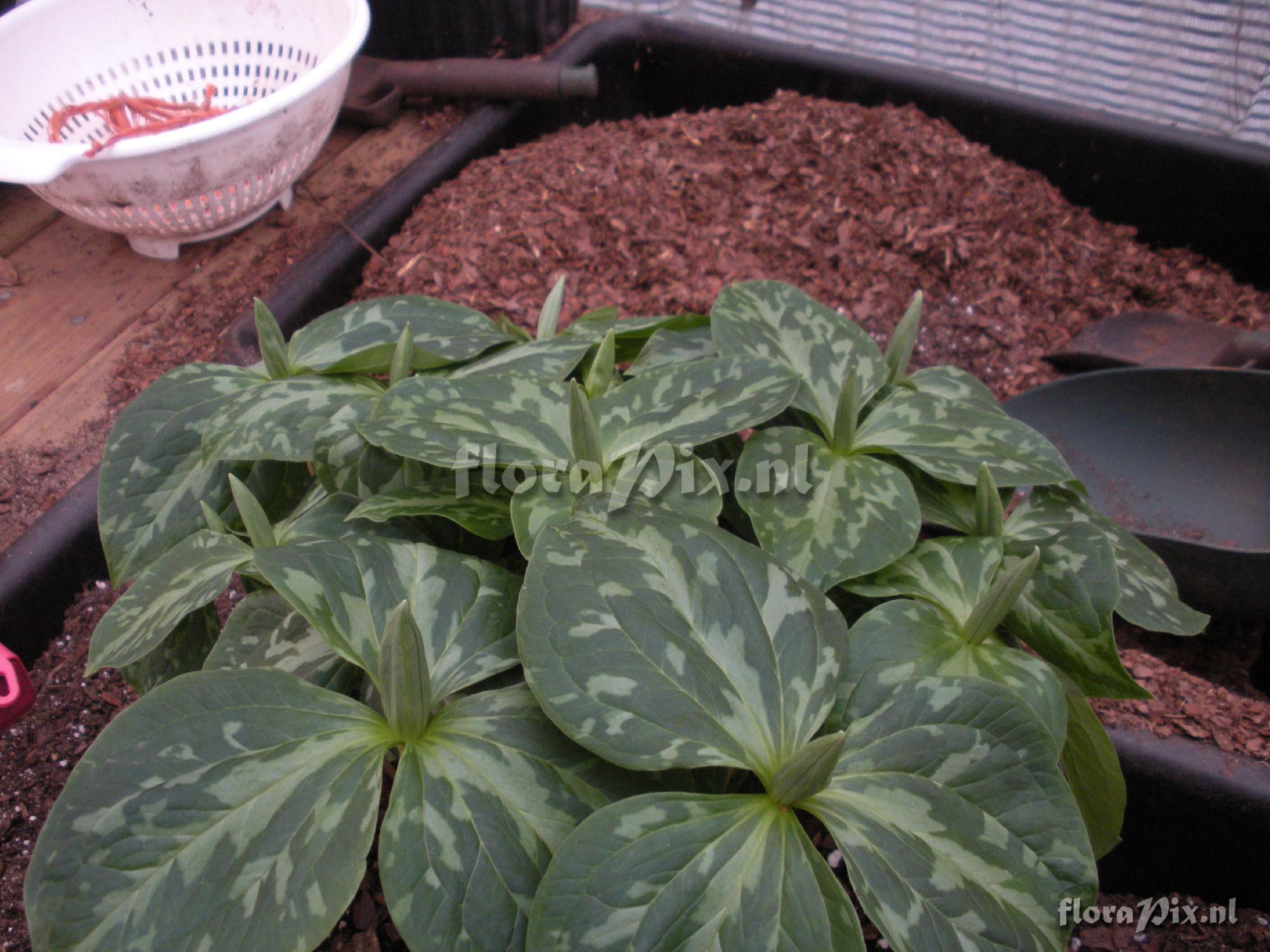 Trillium ludovicianum (Forced Bloom)