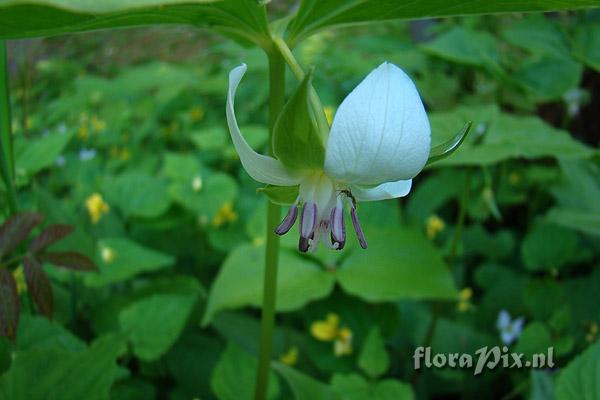 Trillium cernuum