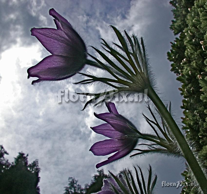 Pulsatilla vulgaris TWO