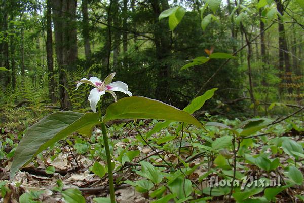 Trillium undulatum