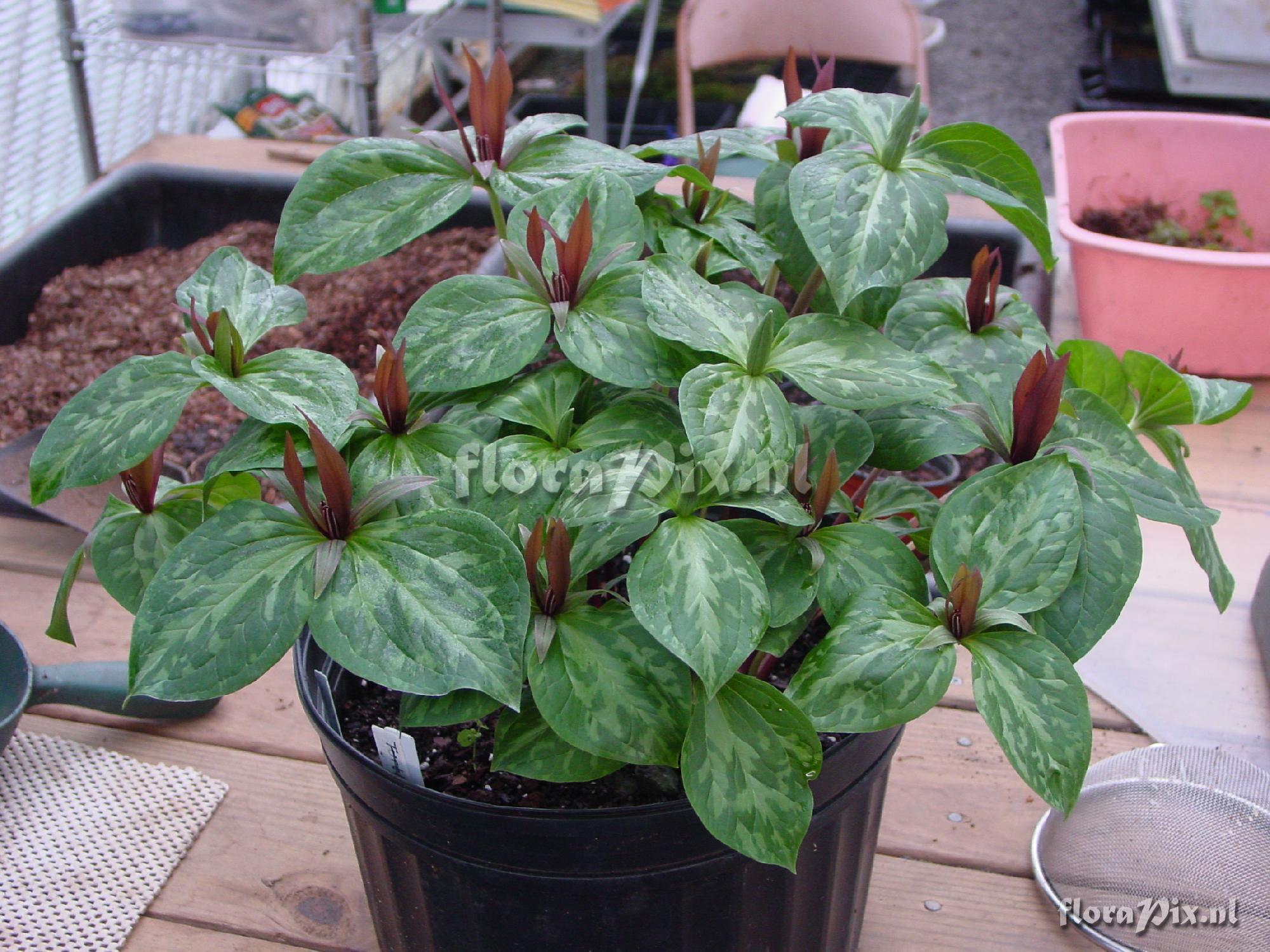 Trillium ludovicianum (forced bloom)