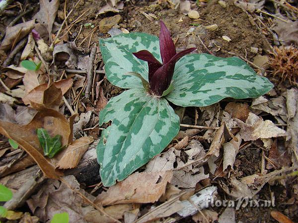 Trillium decumbens