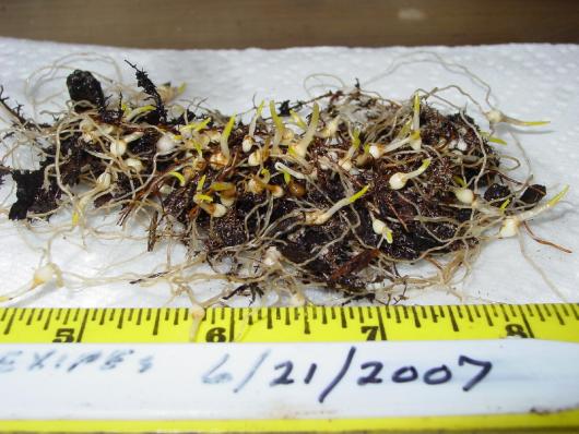 Trillium flexipes (seedlings)