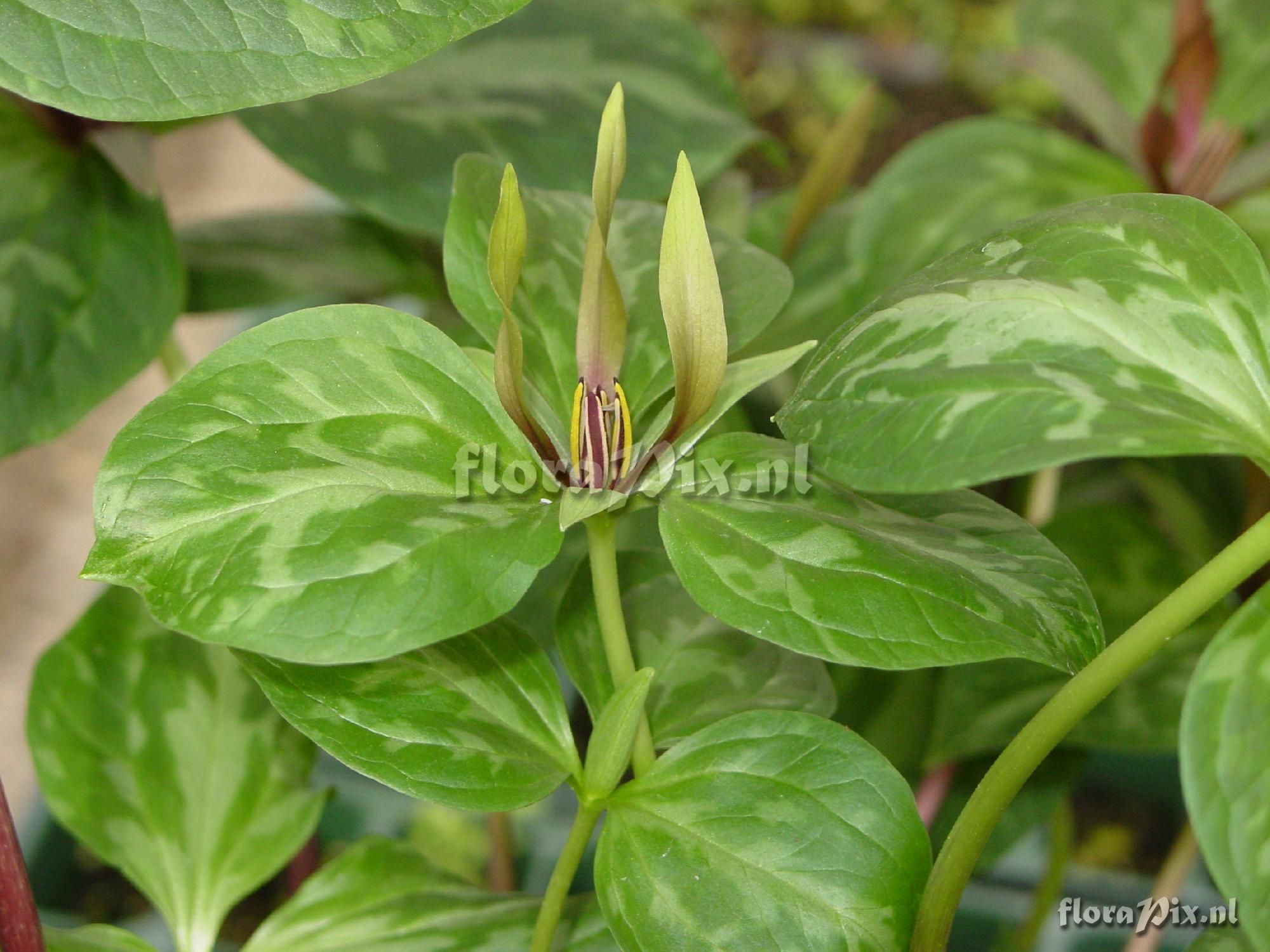 Trillium ludovicianum 