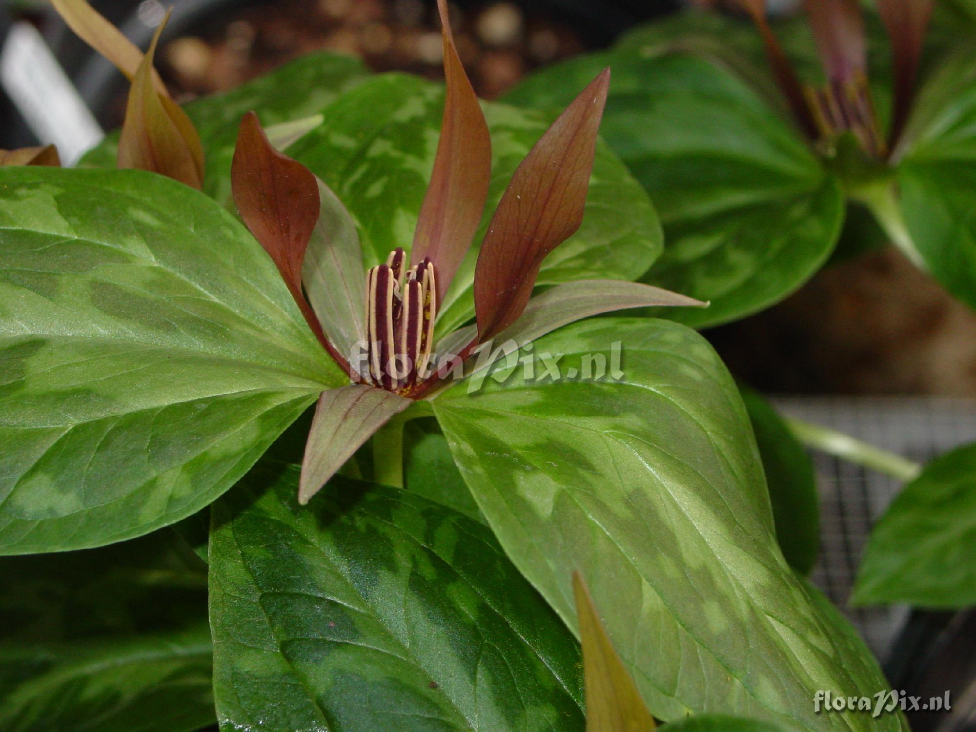 Trillium ludovicianum