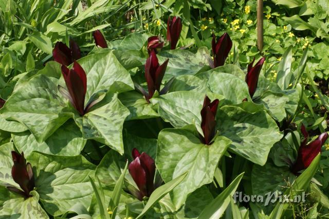 Trillium kurabayashii ("black form")