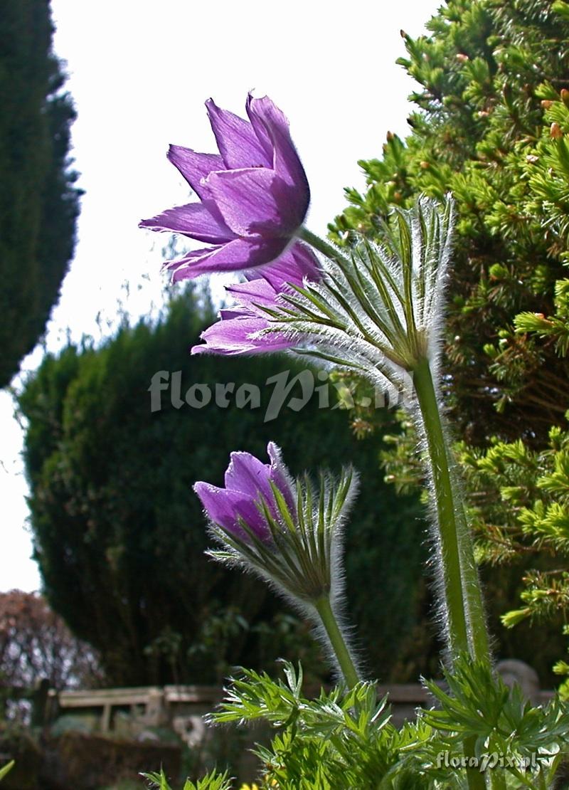 Pulsatilla vulgaris THREE