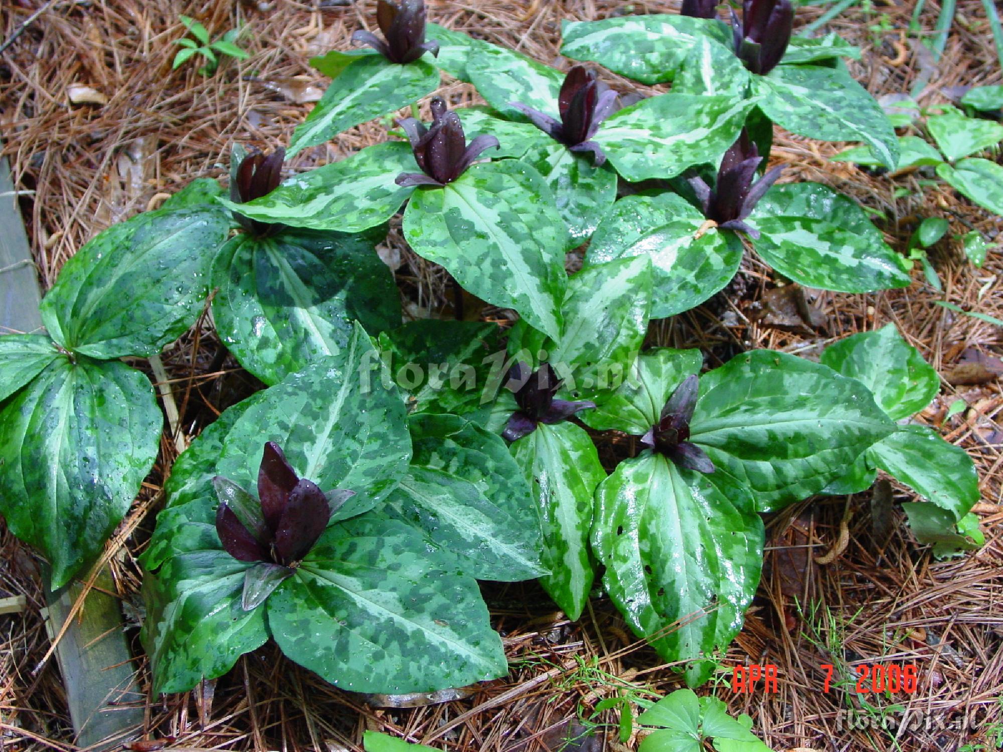 Trillium cuneatum (almost black form)