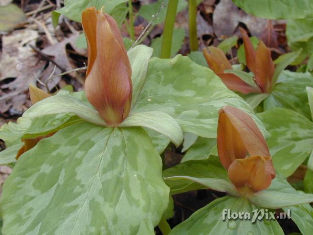 Trillium cuneatum "orange"