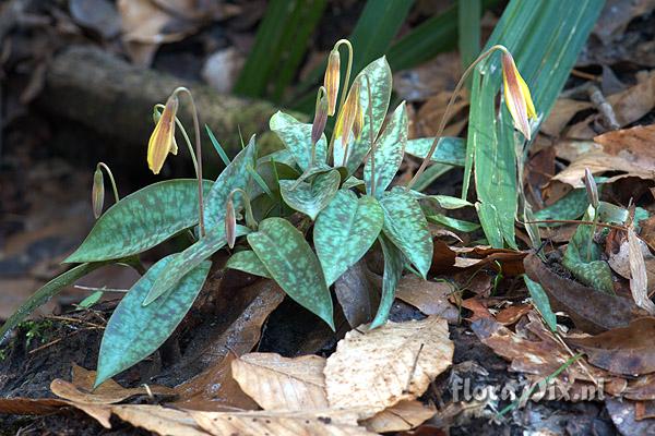 Erythronium umbilicatum