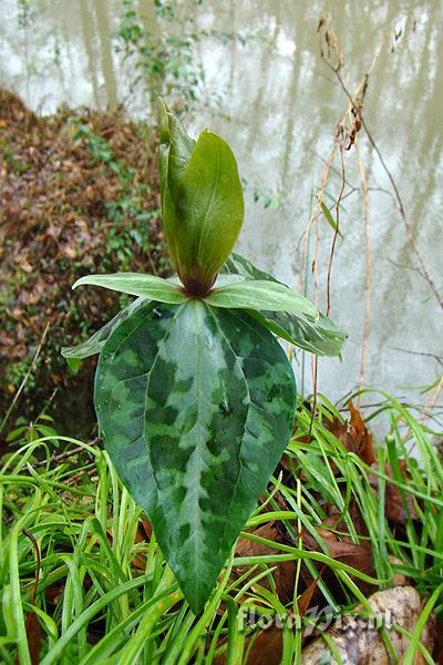 Trillium decipiens