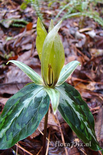 Trillium decipiens