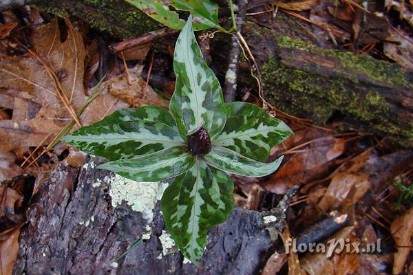 Trillium decipiens