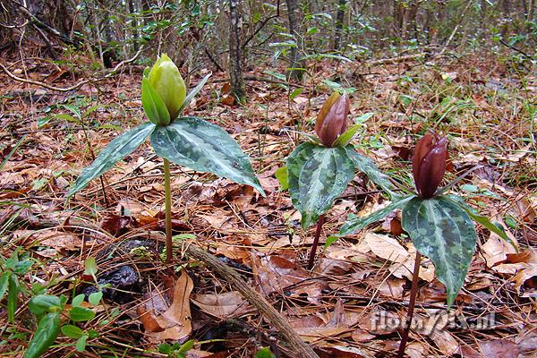 Trillium decipiens