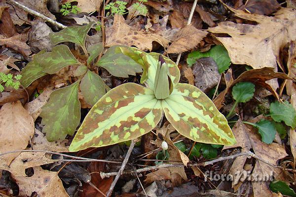 Trillium underwoodii