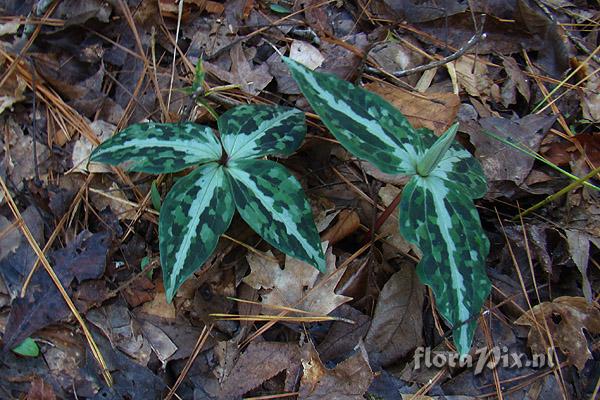 Trillium underwoodii