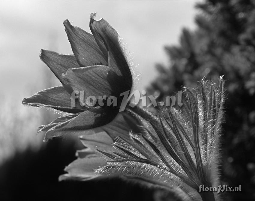 Pulsatilla vulgaris FOUR