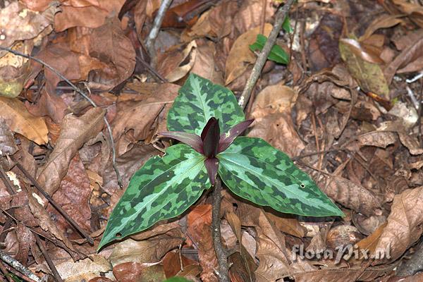 Trillium underwoodii