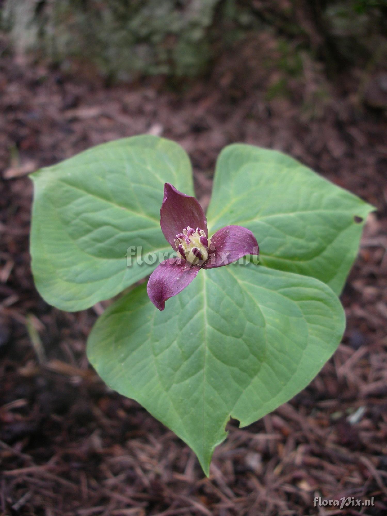 Trillium apetalon