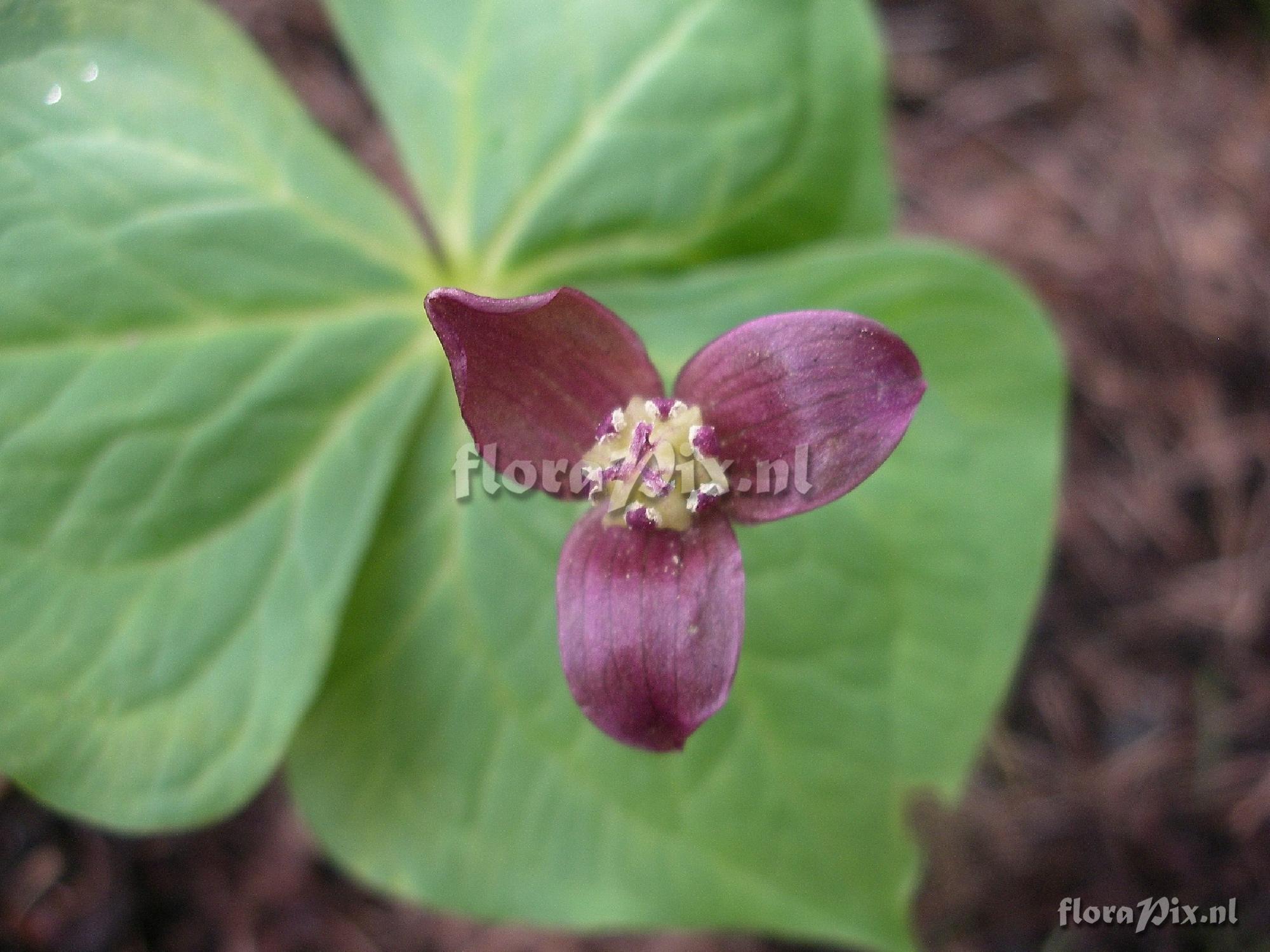 Trillium apetalon