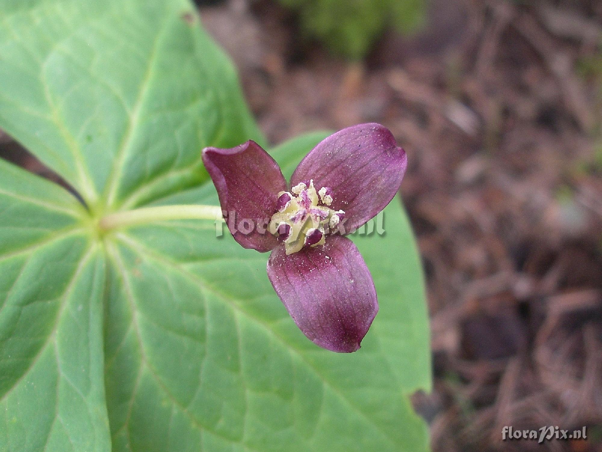 Trillium apetalon