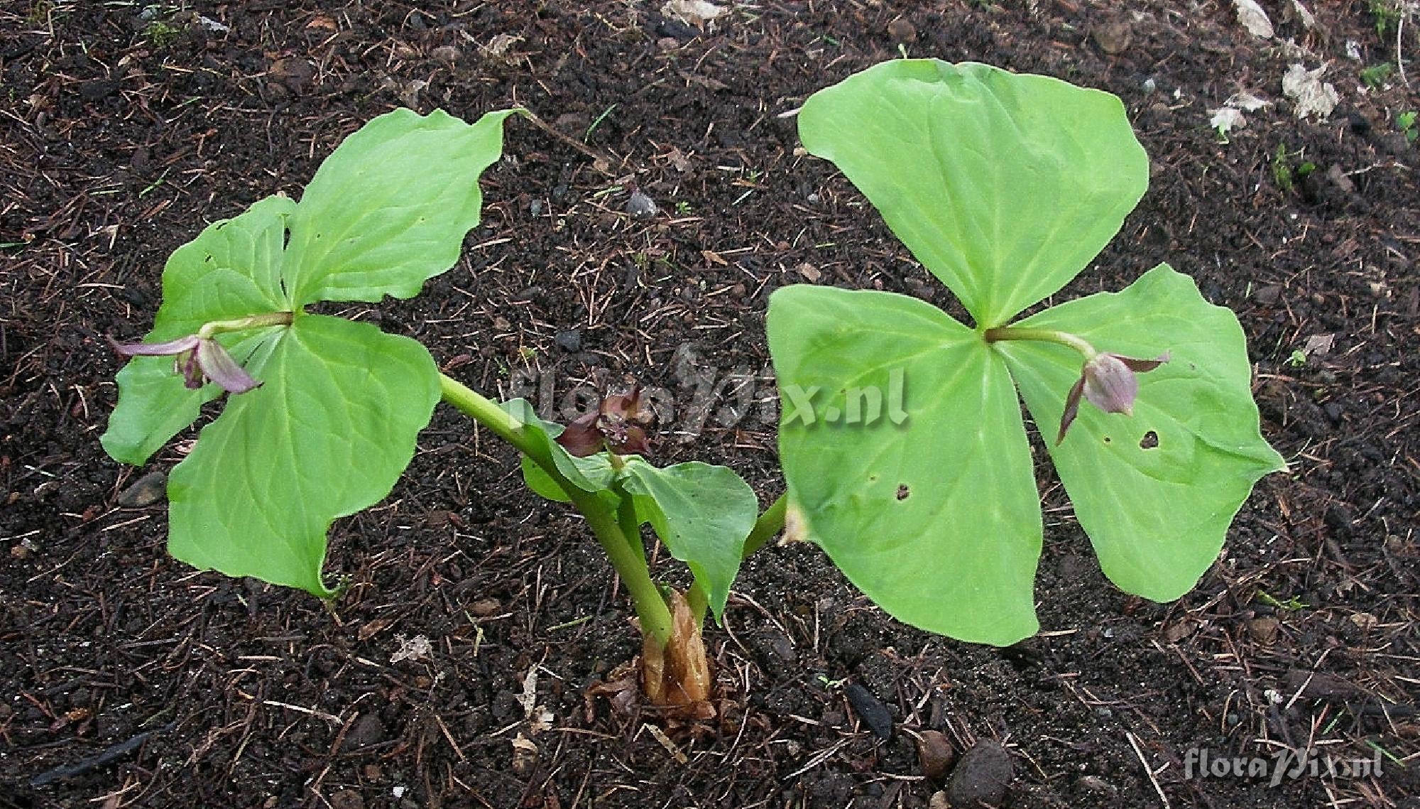 Trillium smallii