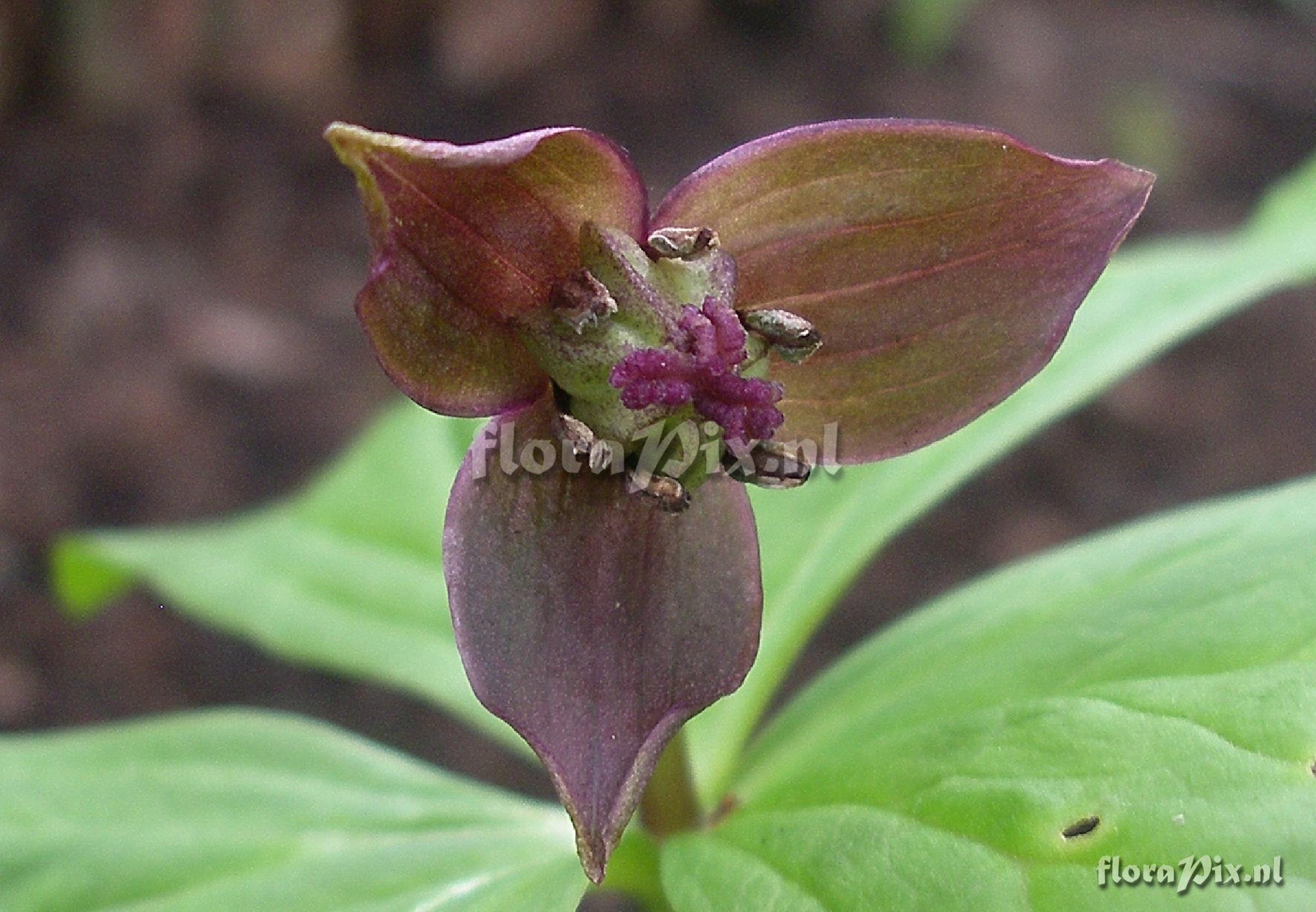 Trillium smallii