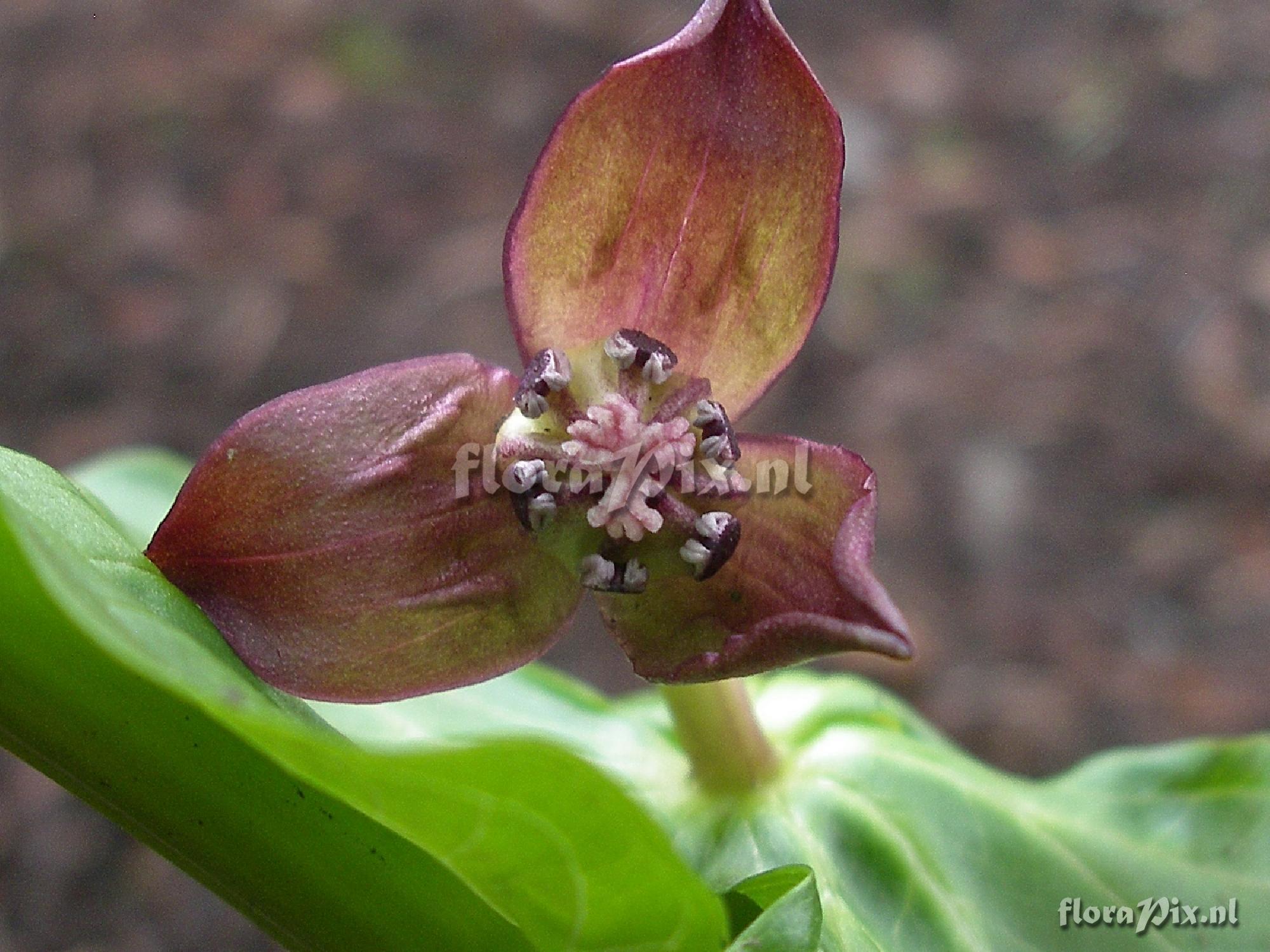 Trillium smallii