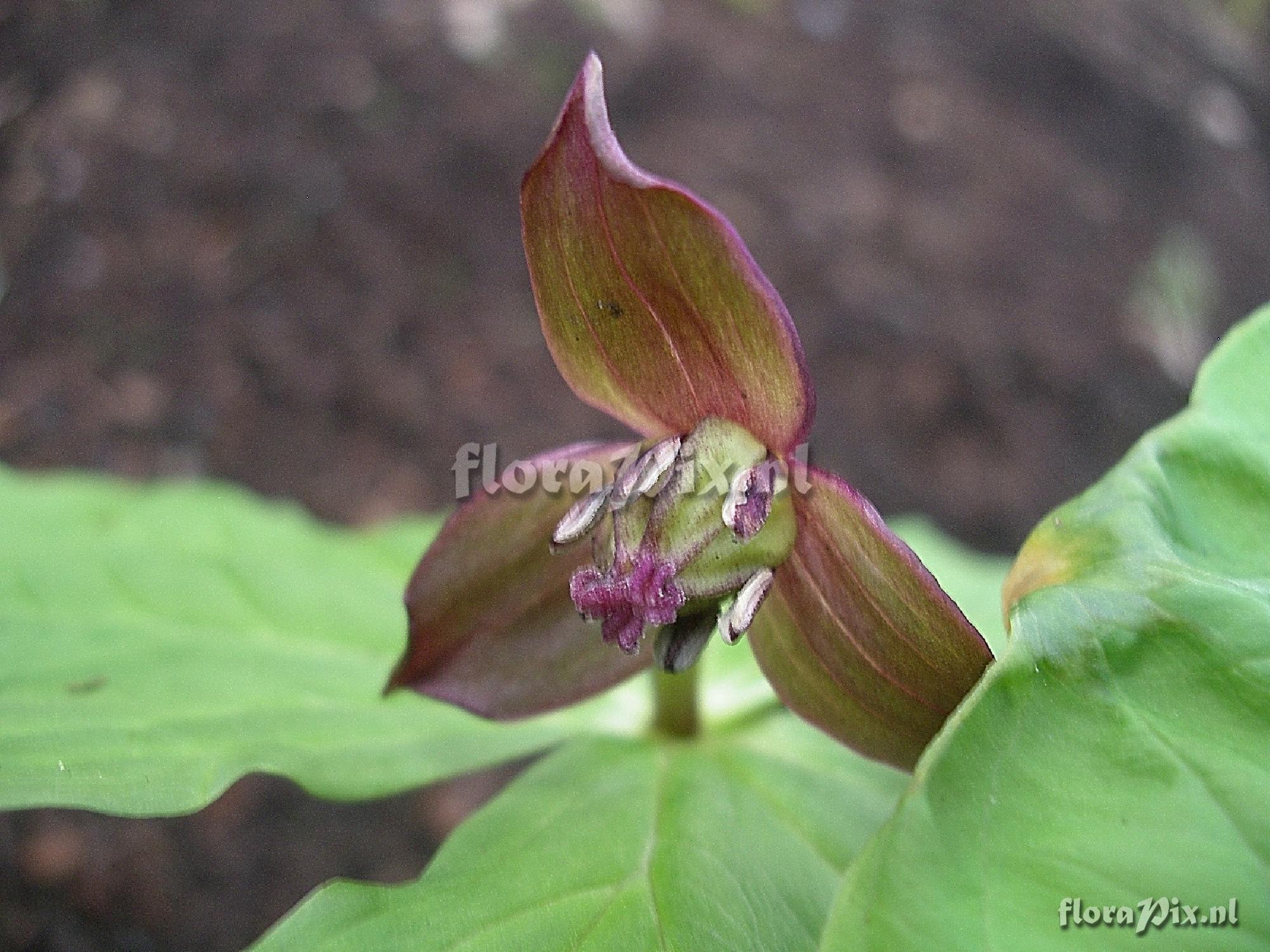 Trillium smallii