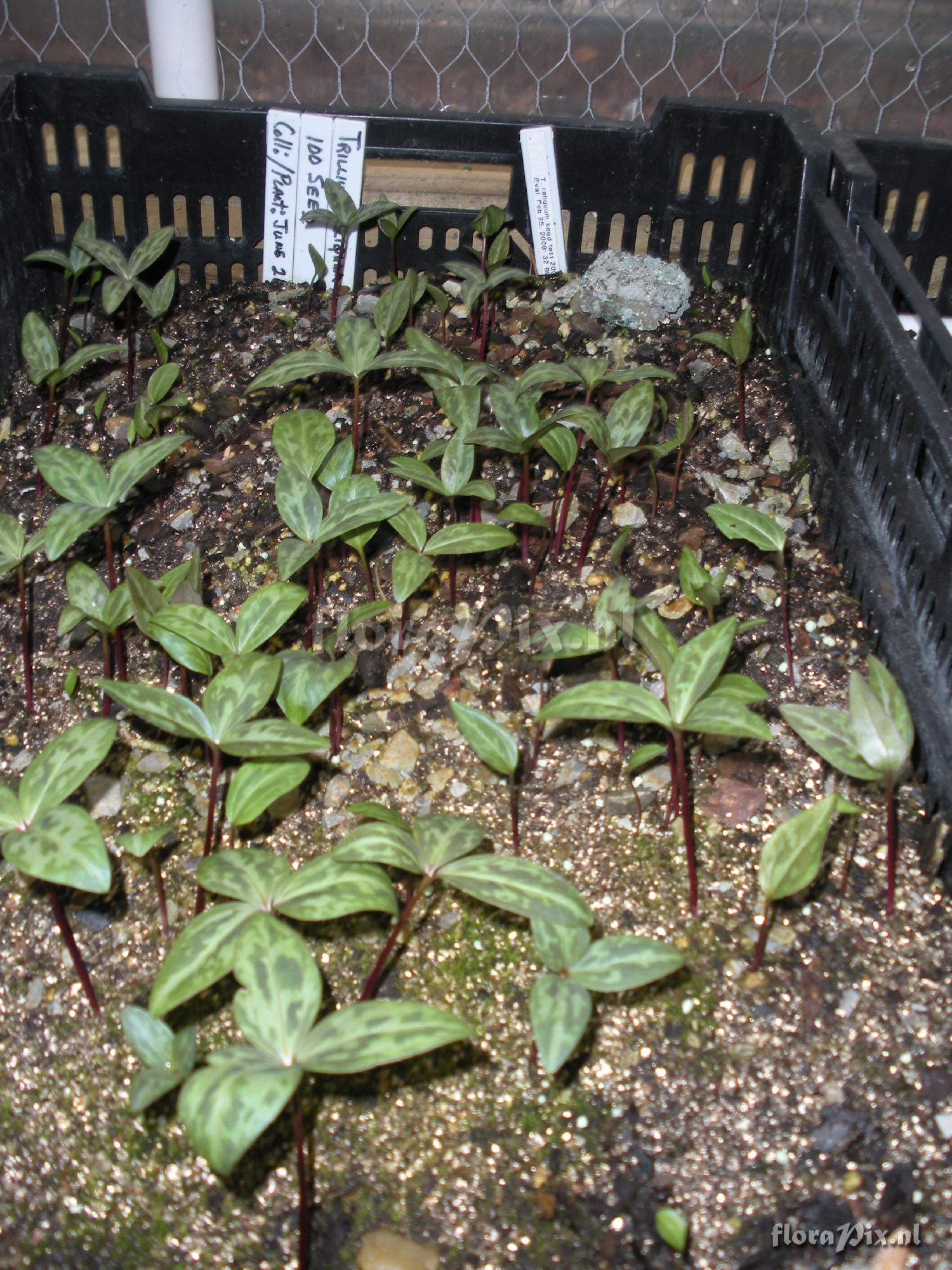 Trillium reliquum (seedlings)