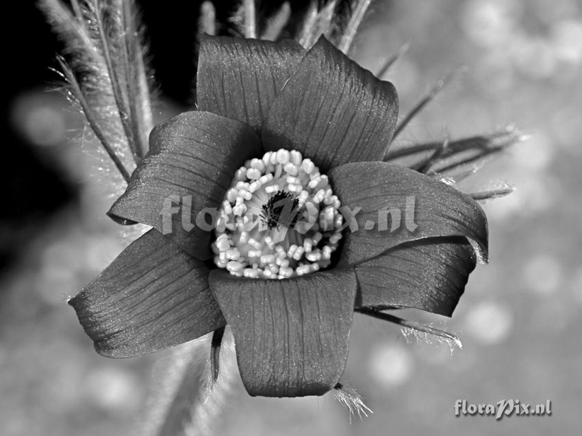 Pulsatilla vulgaris FIVE