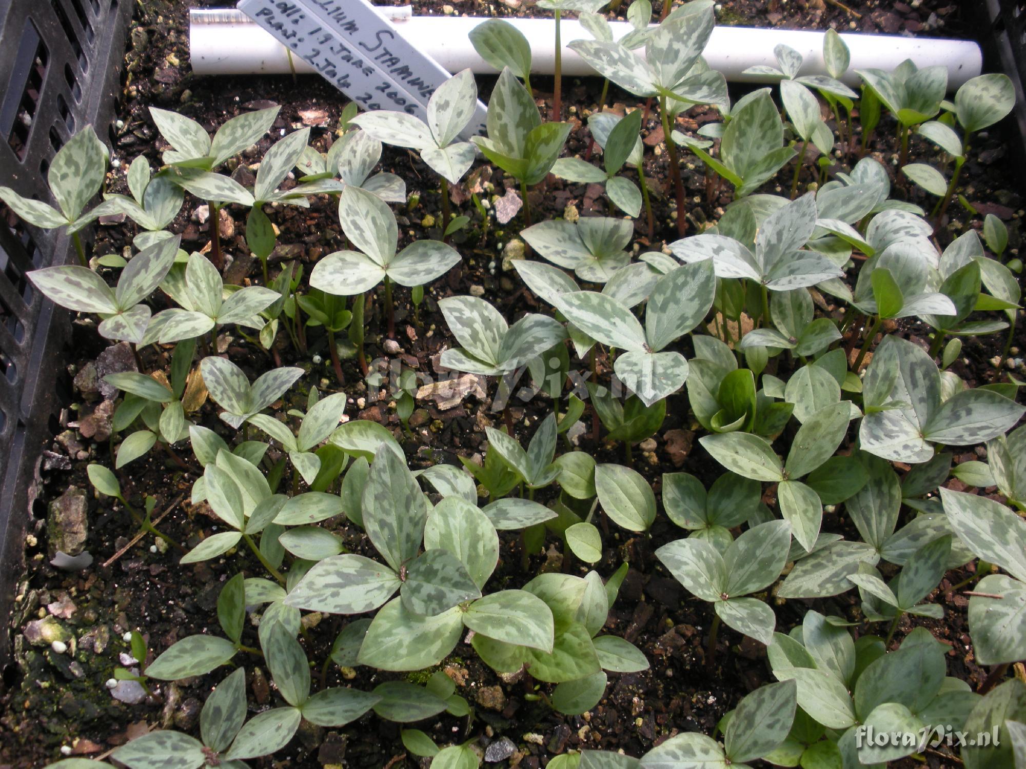 Trillium stamineum (seedbed)