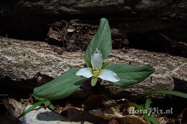 Trillium nivale