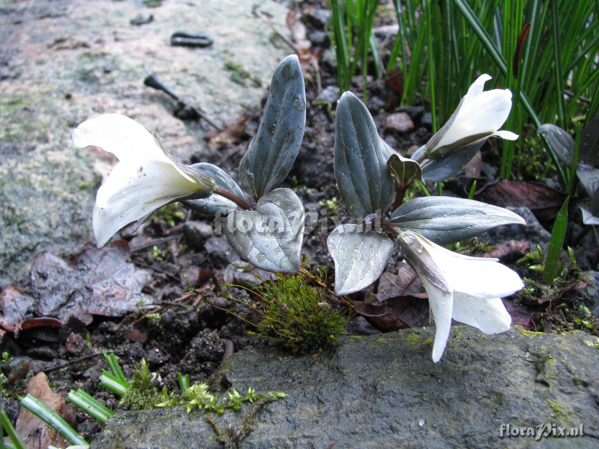 Trillium nivale