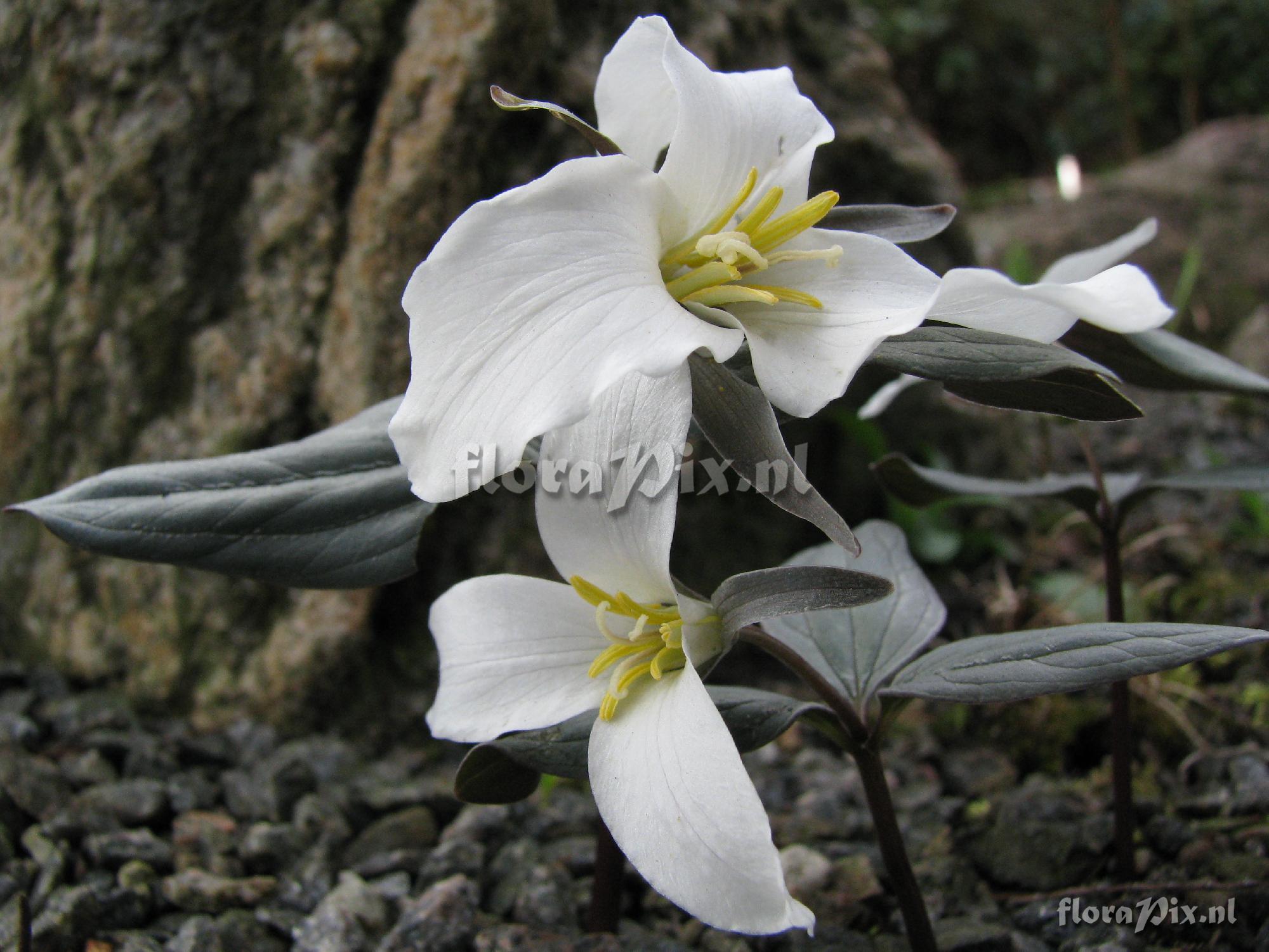 Trillium nivale