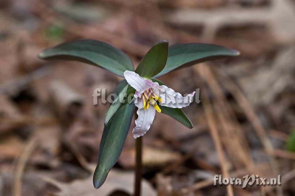 Trillium pusillum var. alabamicum