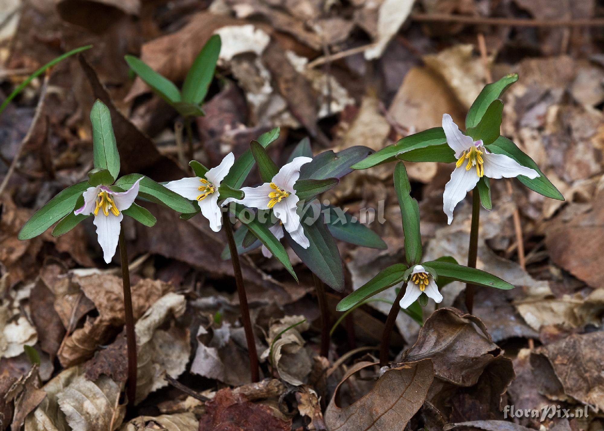 Trillium pusillum var. alabamicum