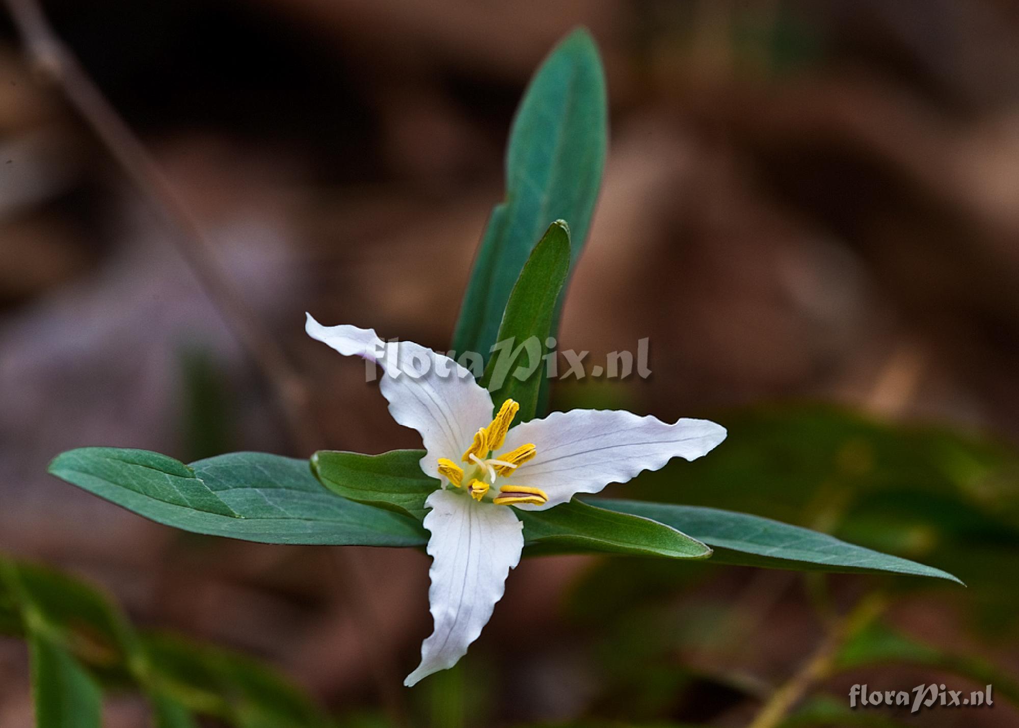 Trillium pusillum var. alabamicum