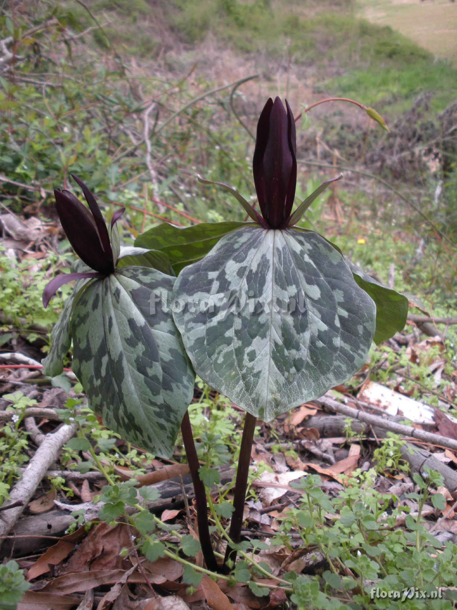 Trillium maculatum