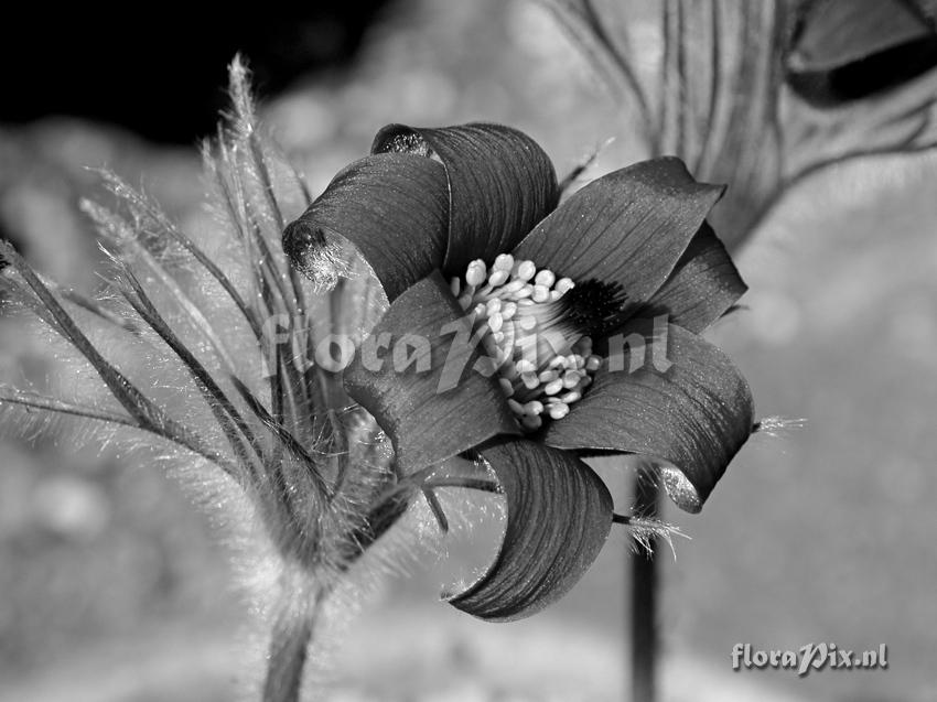 Pulsatilla halleri ONE