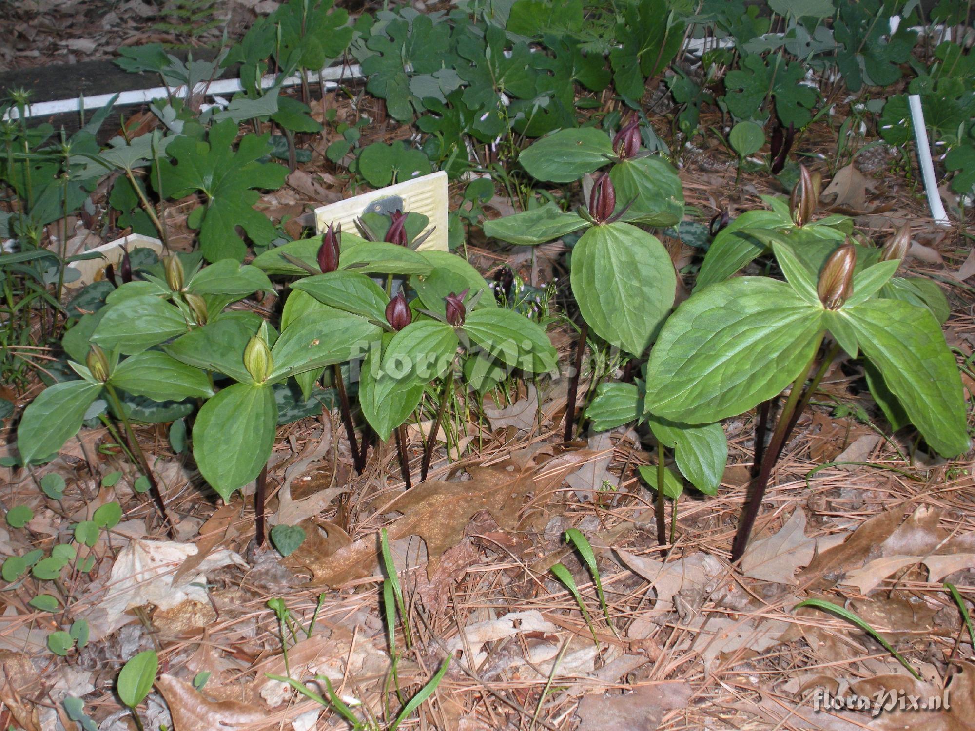 Trillium sessile