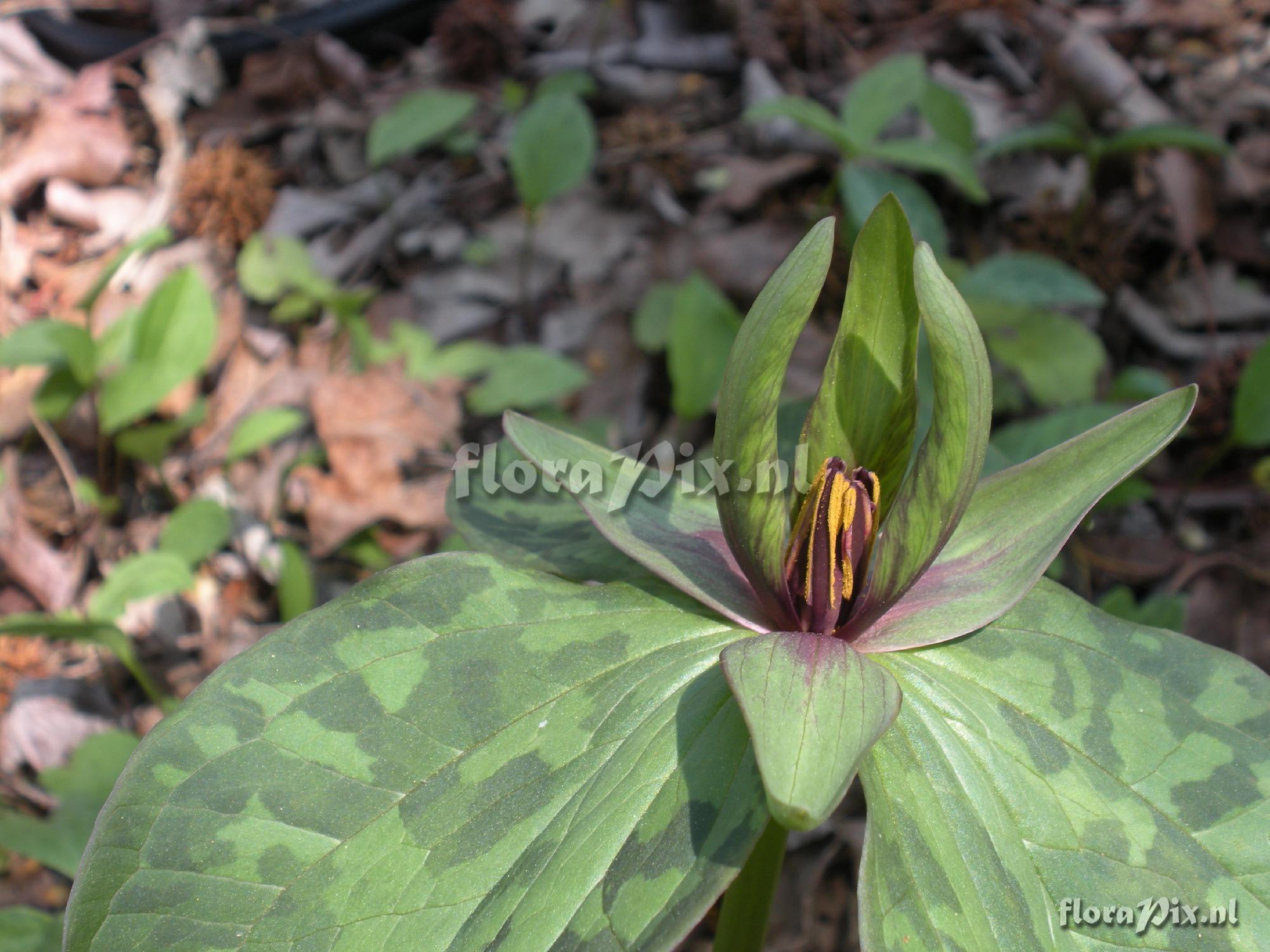 Trillium unknown