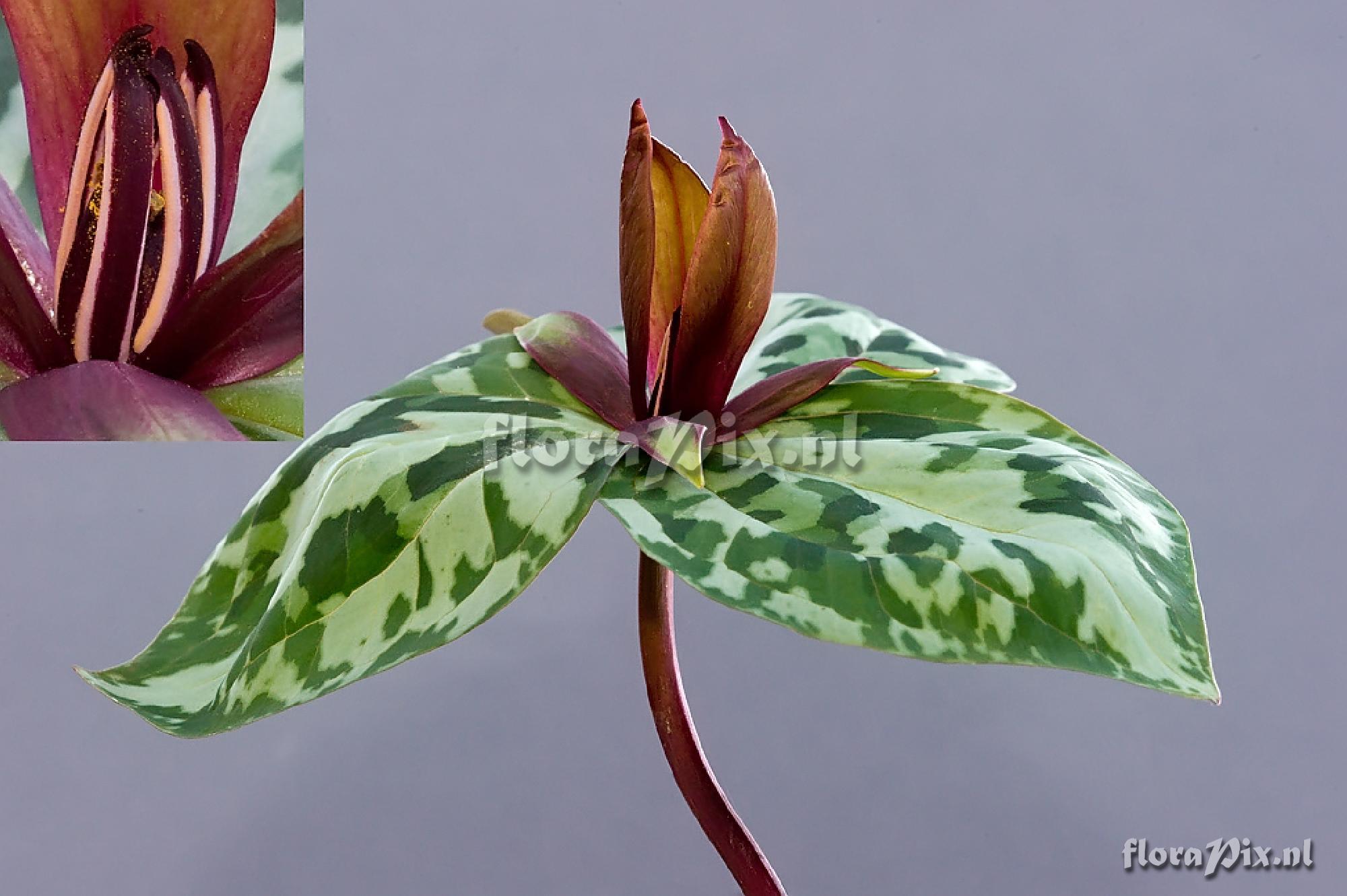 Trillium reliquum