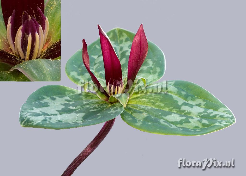 Trillium decumbens