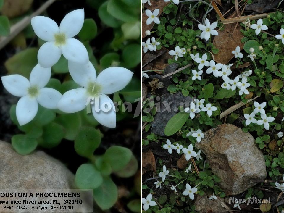 Houstonia procumbens