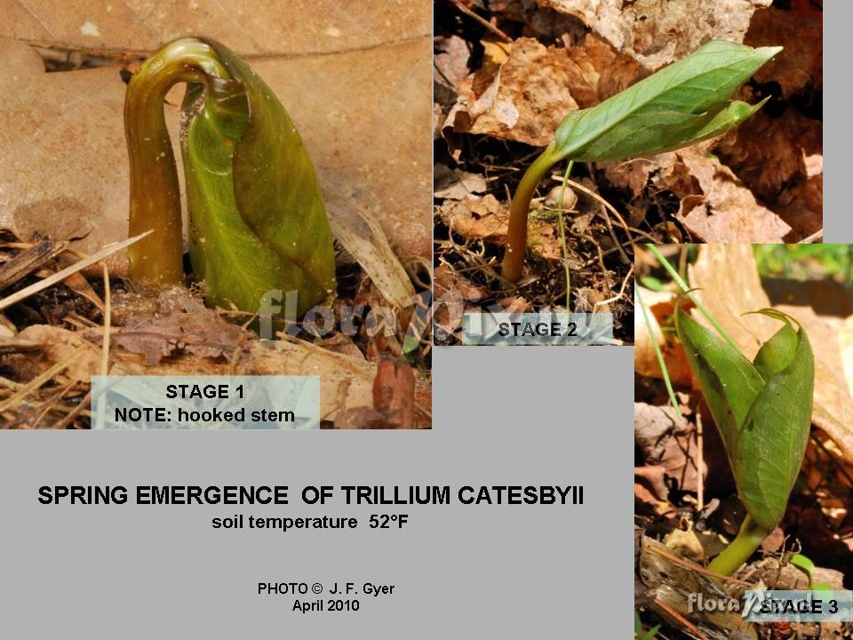 Trillium catesbyii