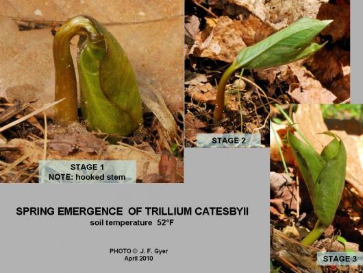 Trillium catesbyii